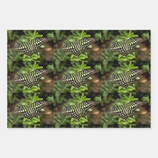 Tailed Jay-vlinder Inpakpapier Vel (Voorkant 2)