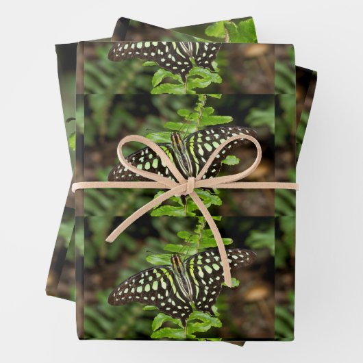 Tailed Jay-vlinder Inpakpapier Vel (In situ)