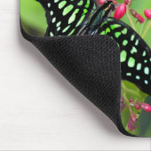 Tailed Jay-vlinder Muismat (Hoek)