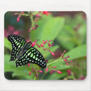 Tailed Jay-vlinder Muismat