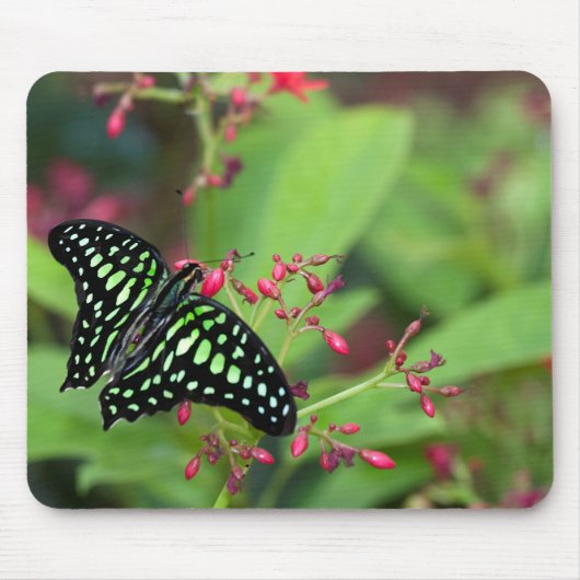 Tailed Jay-vlinder Muismat (Voorkant)