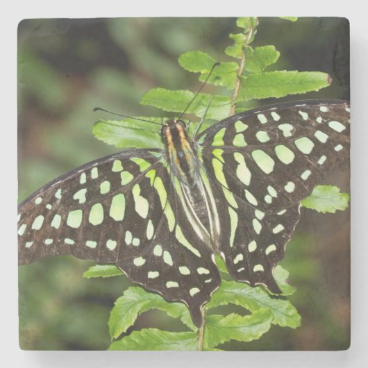 Tailed Jay-vlinder Stenen Onderzetter (Voorkant)