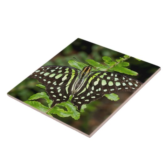 Tailed Jay-vlinder Tegeltje (Zijkant)