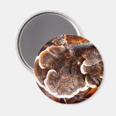 Tails paddestoel Magnet (Voorkant / Achterkant)