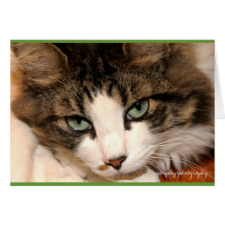 taj, glorydaysphotografie