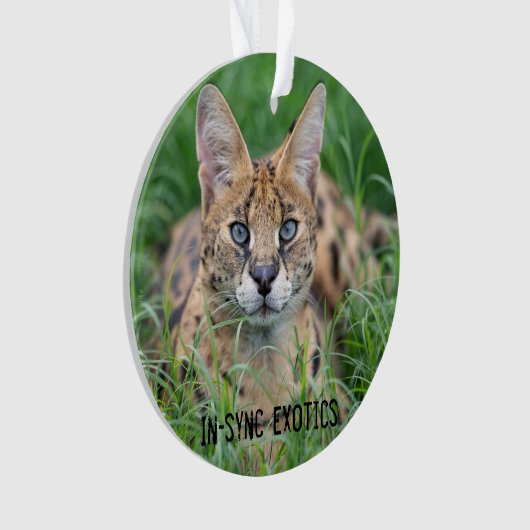 Taji - ornament (voorkant)