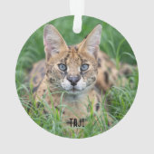 Taji - ornament (achterkant)