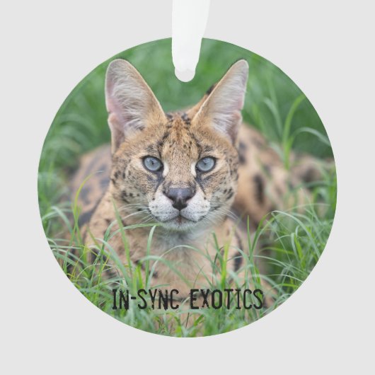 Taji - ornament (voorkant)