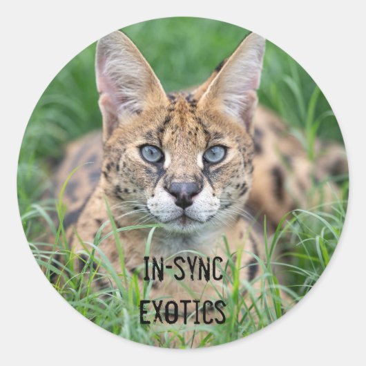Taji - ronde sticker (Voorkant)