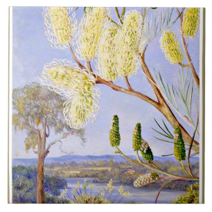 Tak van een Grevillea en uitzicht op de rivier de Tegeltje