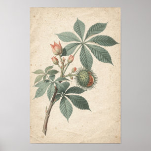 Tak van paardenkastanje Botanische studie op ivoor Poster