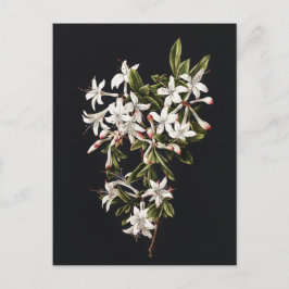 tak van White Azaleas in Bloom Briefkaart