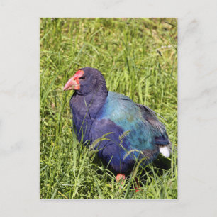 Takahe, bedreigde inheemse Nieuw-Zeelandse vogel Briefkaart