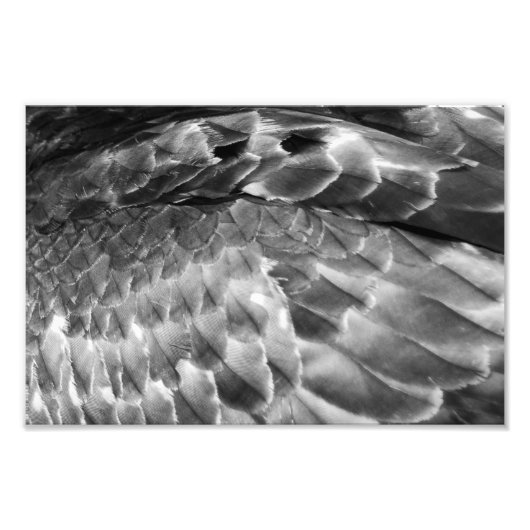 Take Flight Foto Afdruk (Voorkant)