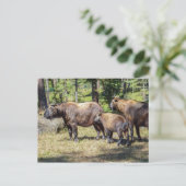 Takin, nationaal dier van Bhutan Briefkaart (Staand voorkant)