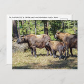 Takin, nationaal dier van Bhutan Briefkaart (Voorkant / Achterkant)