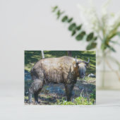 Takin, nationaal dier van Bhutan - Himalaya, Azië Briefkaart (Staand voorkant)