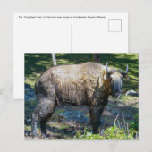 Takin, nationaal dier van Bhutan - Himalaya, Azië Briefkaart (Voorkant / Achterkant)