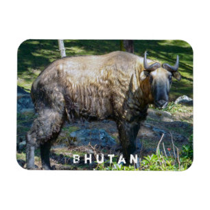 Takin, nationaal dier van Bhutan - Himalaya, Azië Magneet