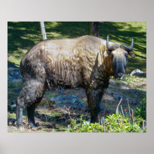 Takin, nationaal dier van Bhutan - Himalaya, Azië Poster