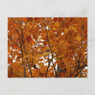 Takken van esdoornbladeren I Oranje herfst Briefkaart