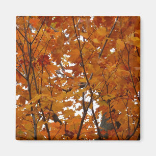 Takken van esdoornbladeren I Oranje herfst Magneet