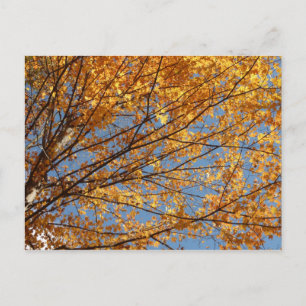 Takken van esdoornbladeren II Oranje herfst Briefkaart