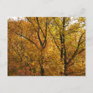 Takken van gele bladeren helder herfst kleurrijk briefkaart