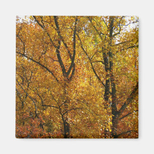 Takken van gele bladeren helder herfst kleurrijk magneet