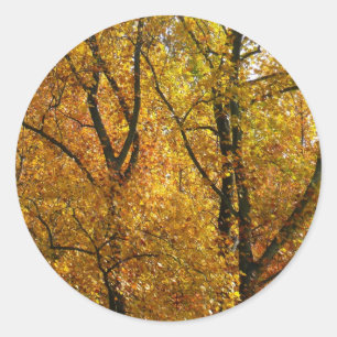 Takken van gele bladeren helder herfst kleurrijk ronde sticker