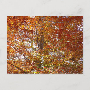 Takken van oranje bladeren herfst natuur briefkaart