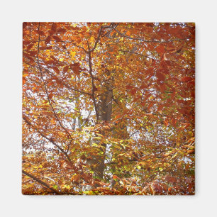 Takken van oranje bladeren herfst natuur magneet