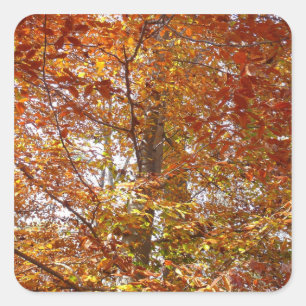 Takken van oranje bladeren herfst natuur vierkante sticker