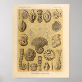  Talamophora-kleur Ernst Haeckel afdrukken Poster (Voorkant)