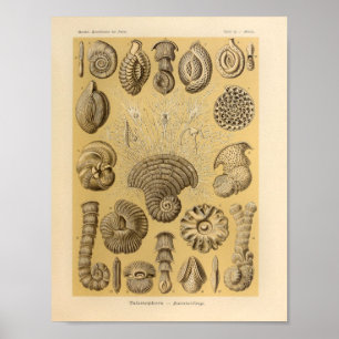  Talamophora-kleur Ernst Haeckel afdrukken Poster