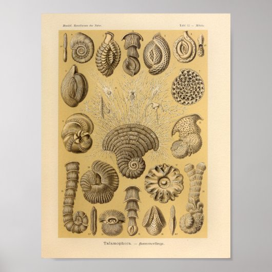 Talamophora-kleur Ernst Haeckel afdrukken Poster (Voorkant)