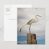 Talented Egret | Fort Myers Beach, Florida Briefkaart (Voorkant / Achterkant)