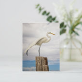 Talented Egret | Fort Myers Beach, Florida Briefkaart (Staand voorkant)