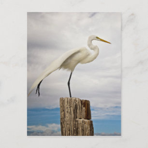 Talented Egret   Fort Myers Beach, Florida Briefkaart