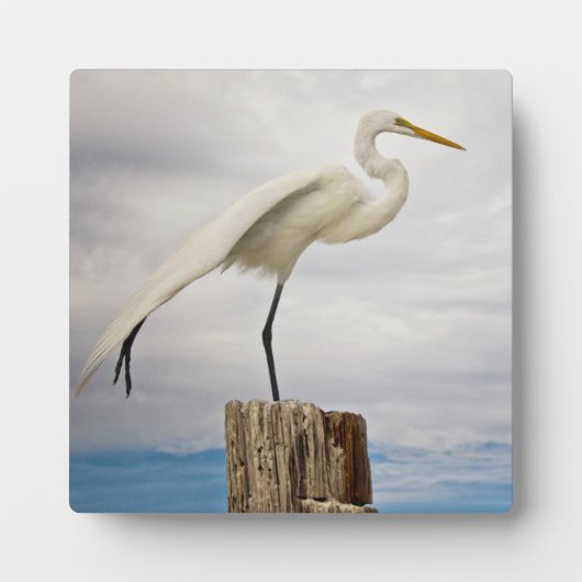 Talented Egret | Fort Myers Beach, Florida Fotoplaat (Voorkant)