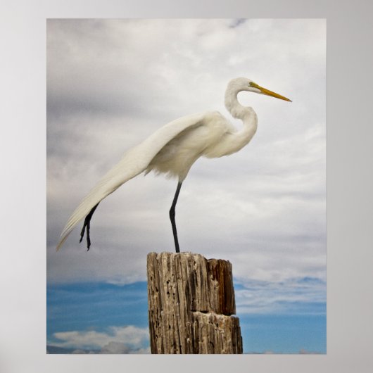 Talented Egret | Fort Myers Beach, Florida Poster (Voorkant)
