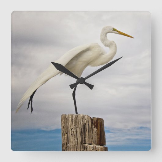 Talented Egret | Fort Myers Beach, Florida Vierkante Klok (Voorkant)