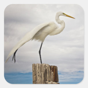 Talented Egret   Fort Myers Beach, Florida Vierkante Sticker