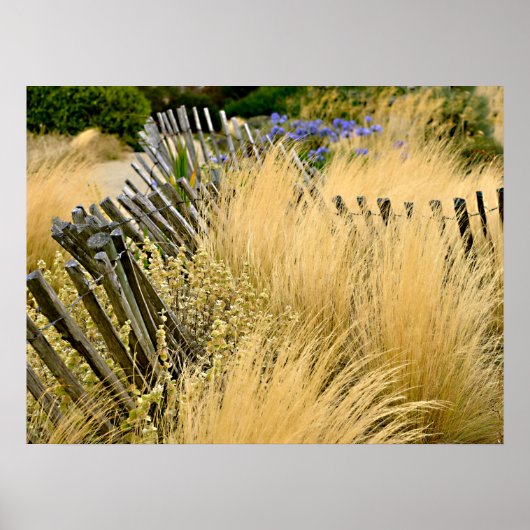 Talggoudgrassen in Frankrijk Poster (Voorkant)