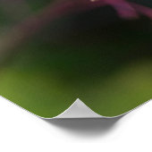 Talinum paniculatum poster (Hoek)