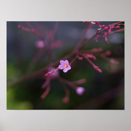 Talinum paniculatum poster (Voorkant)