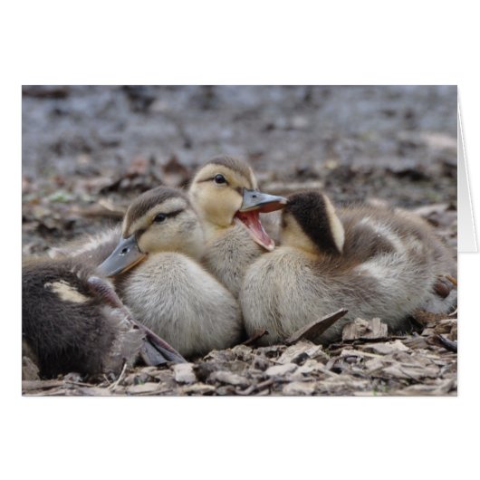 Talkative Mallard Ducklings (Voorkant Horizontaal)