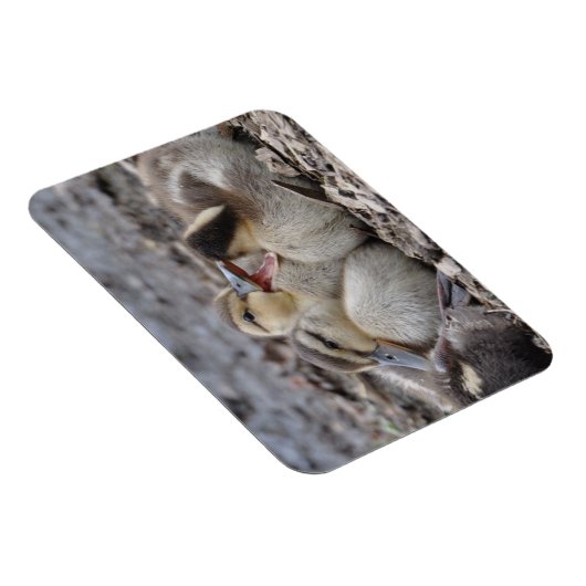 Talkative Mallard Ducklings Magneet (Rechterzijde)