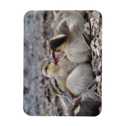 Talkative Mallard Ducklings Magneet (Verticaal)