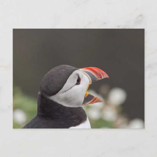 Talkative Puffin uit Skomer Briefkaart (Voorkant)